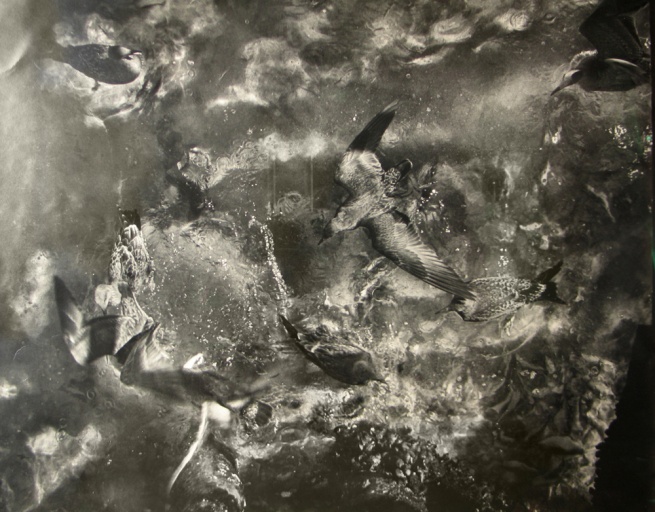 Gulls over water in Provincetown, 1952, ph. Sid Grossman