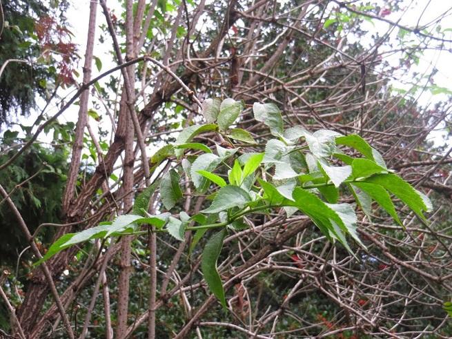 Sambuco, fiori di sambuco,