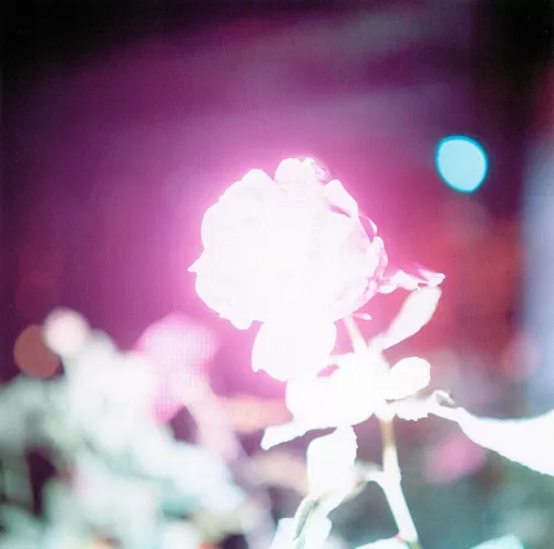 Immagini dalla serie “Illuminance”, 2007-2009/ © Rinko Kawauchi, courtesy of the artist and Galerie Priska Pasquer, Cologne.