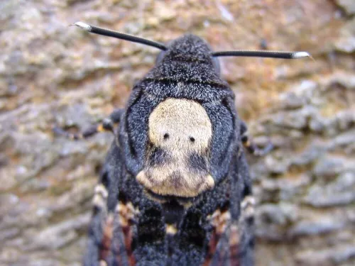 Acherontia atropos