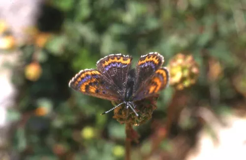 Lycaena helle