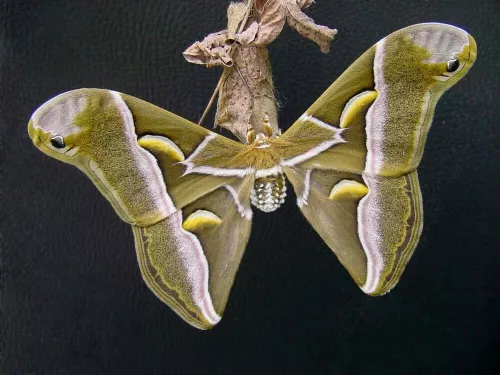 Pcynthia