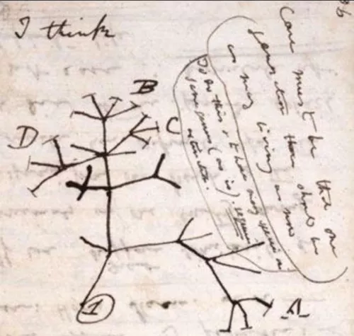 Darwin Notebook.