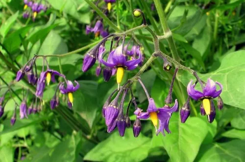 Solanum dulcamara.